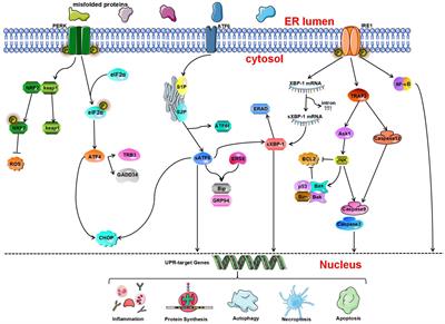 Endoplasmic Reticulum Stress and the Unfolded Protein Response in Cerebral Ischemia/Reperfusion Injury